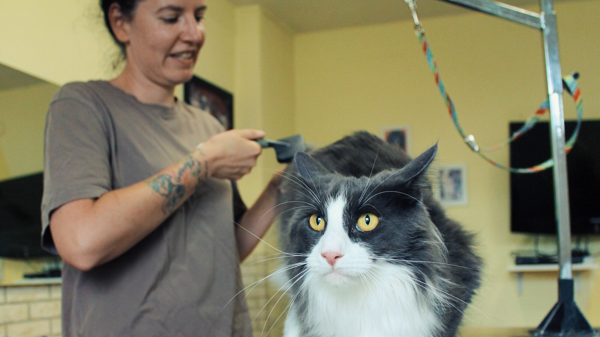 Hundeservice Halle bernd Dietrich Katzenpflege Katzenfriseur